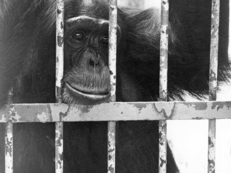 foto scimmia nello zoo di brescia selvaggia