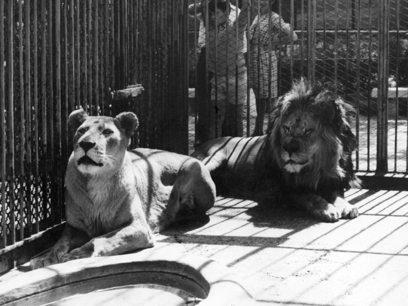 leoni in gabbia zoo del castello di brescia