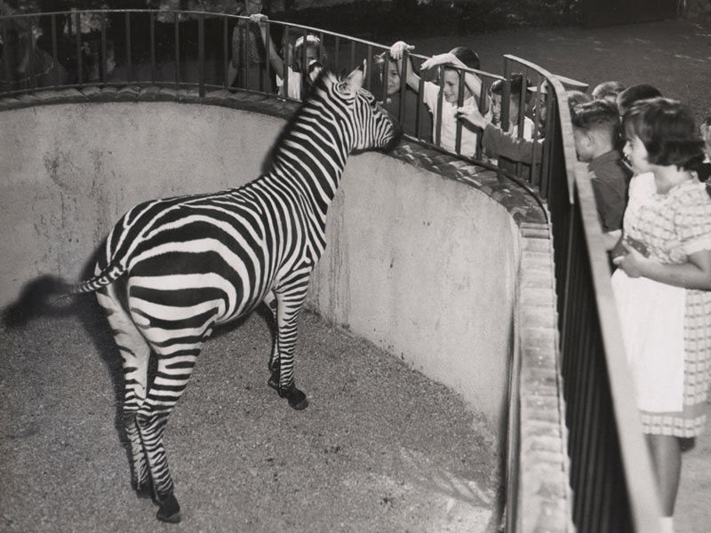 zebra nello zoo di brescia selvaggia