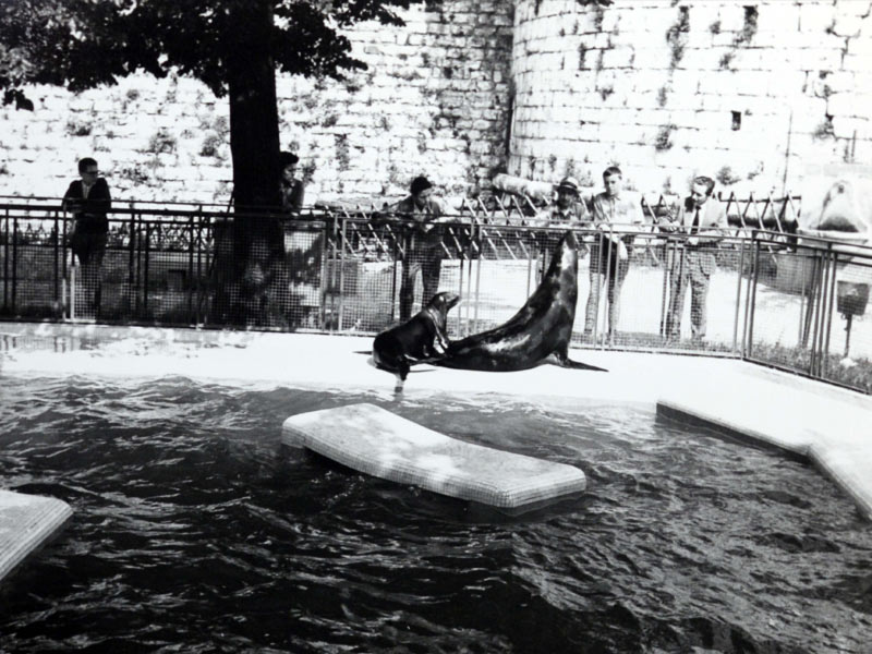 foca nello zoo di brescia selvaggia