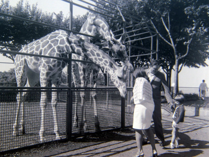 giraffe in gabbia zoo del castello di brescia