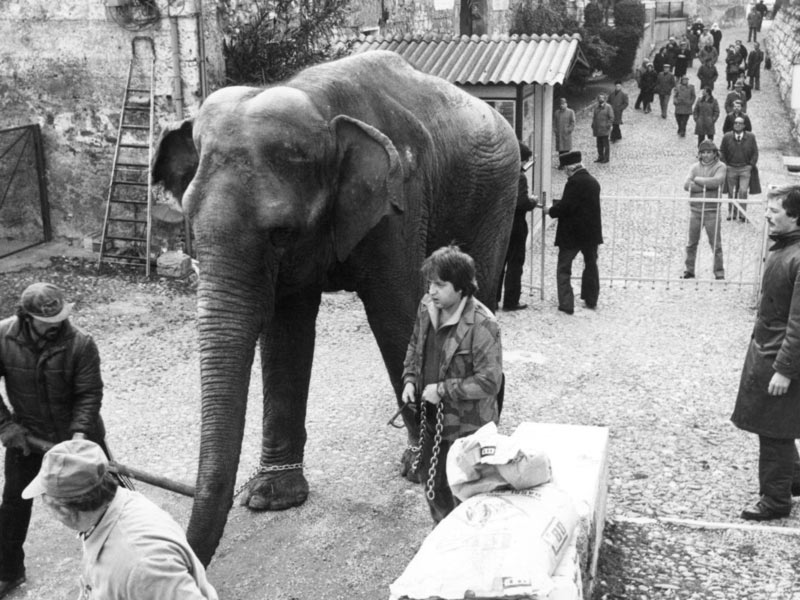 elefante zoo di brescia castello
